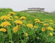 Al Rifugio Capanna 2000 da Alpe Arera ad anello-1GIUGNO25: splendide fioriture !- FOTOGALLERY